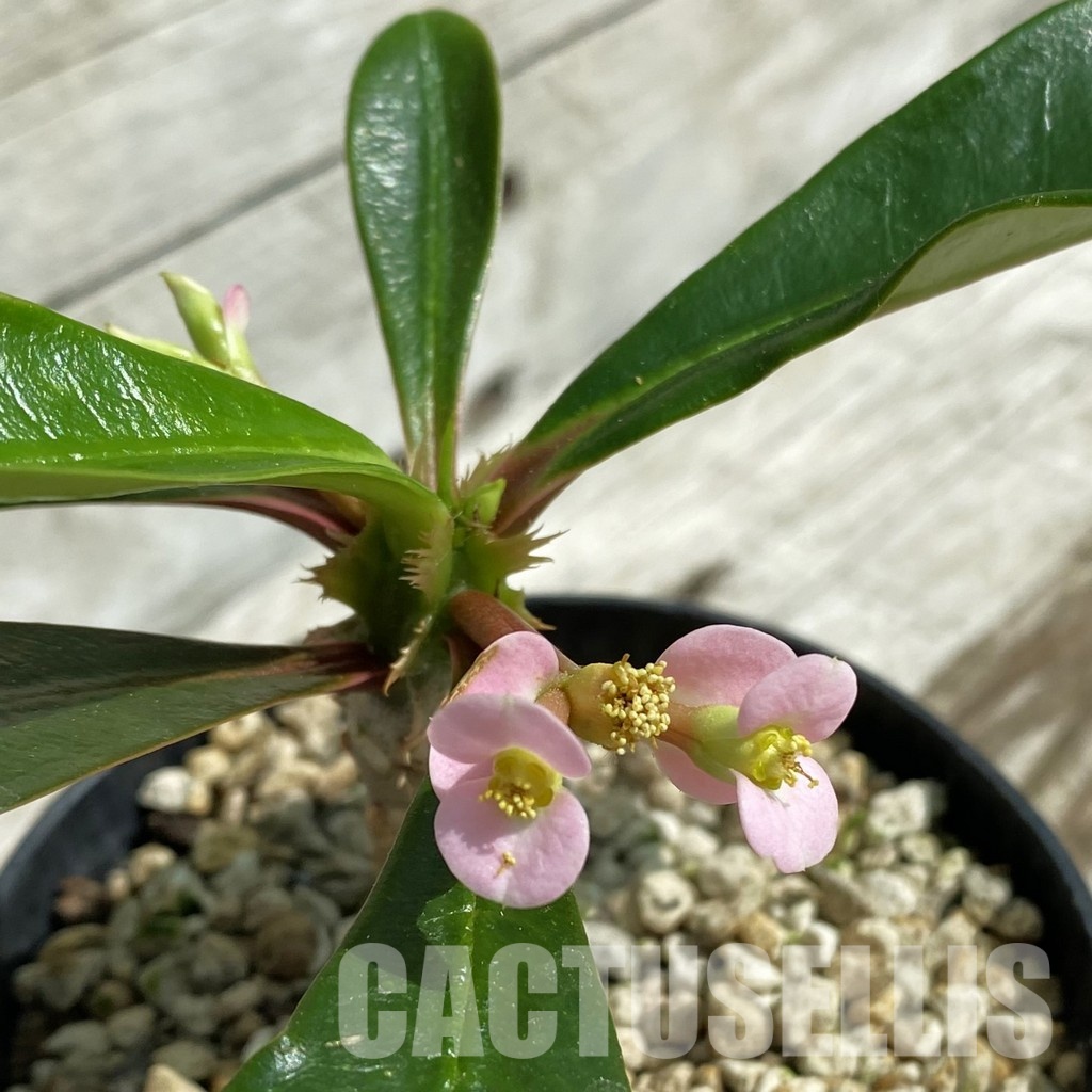 SH33692 Euphorbia lophogona