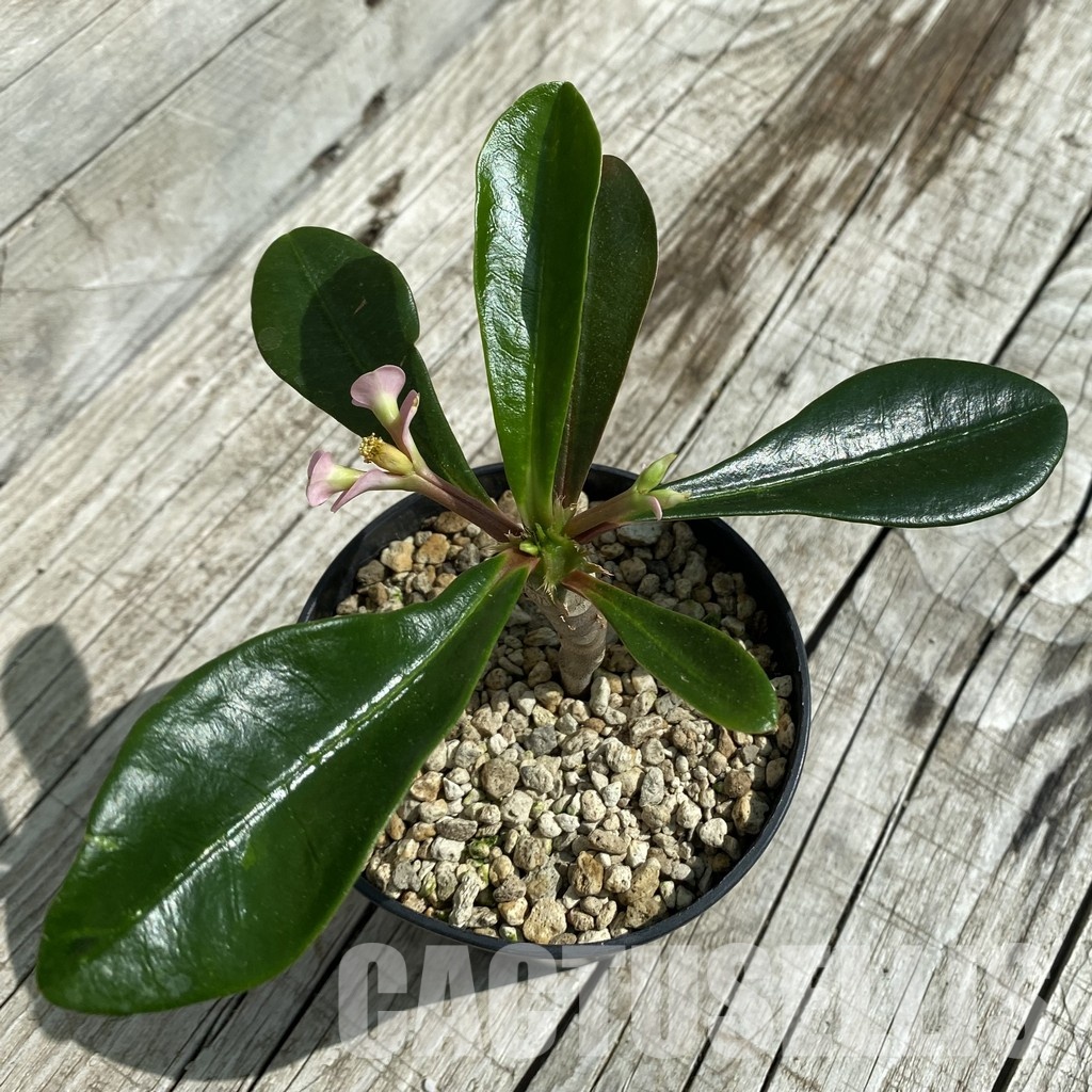SH33692 Euphorbia lophogona – Image 2