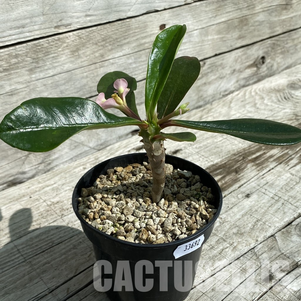 SH33692 Euphorbia lophogona – Image 3