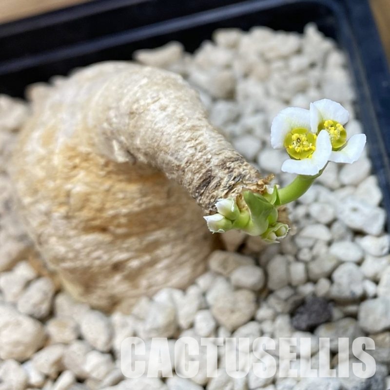 SH33693 Euphorbia primulifolia