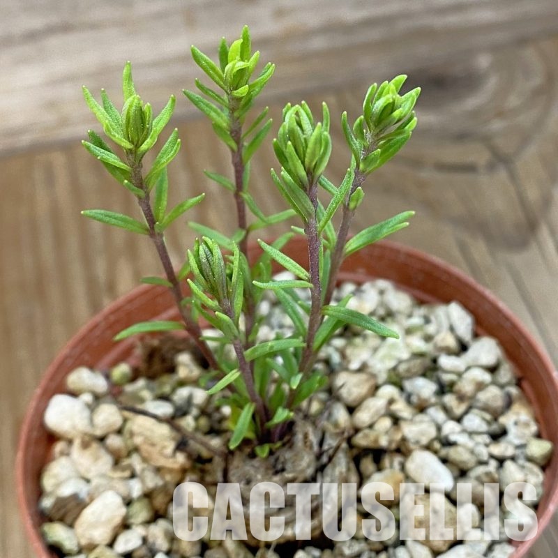 SH33694 Aeollanthus subacaulis v. linearis ES 20368