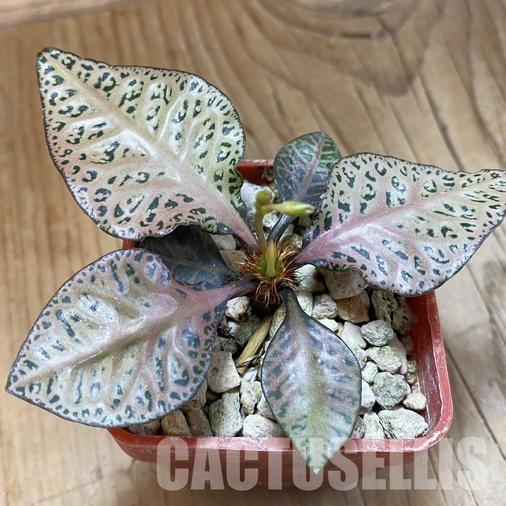 SH33695 Euphorbia francoisii -Thai hybrid-