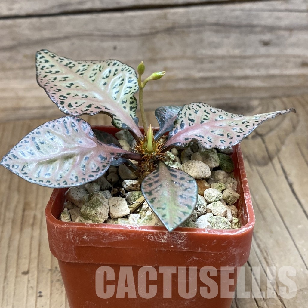 SH33695 Euphorbia francoisii -Thai hybrid- – Image 2