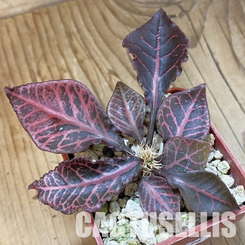 SH33696 Euphorbia francoisii -Thai hybrid-