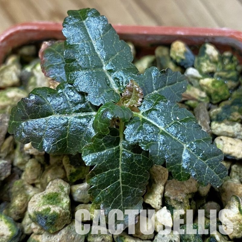 SH33698 Boswellia nana