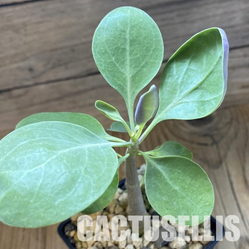 SH33699 Othonna triplinervia