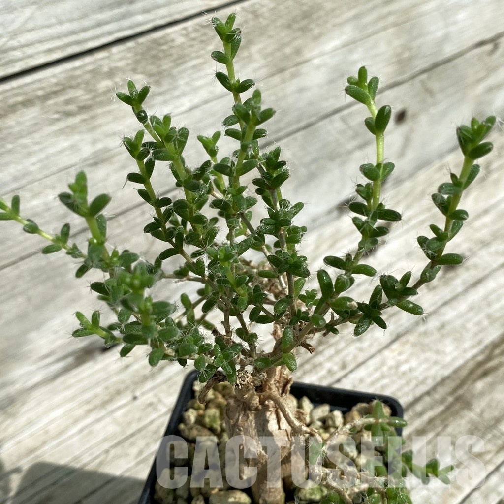 SH33700 Trichodiadema bulbosum