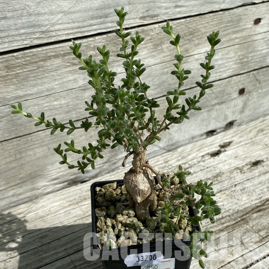SH33700 Trichodiadema bulbosum – Image 2