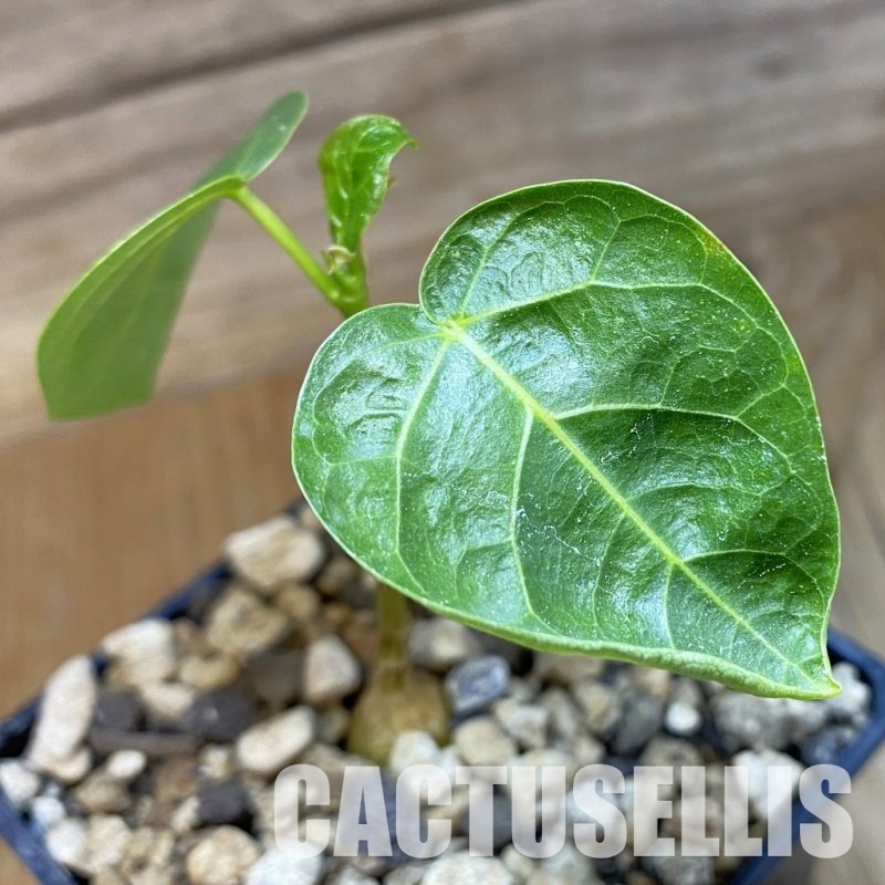 SH33701 Ficus grenei antanandre