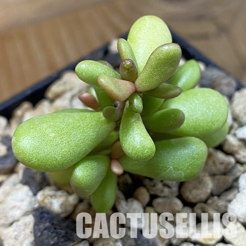 SH33702 Ceraria pygmaea, seedling, 3 years old