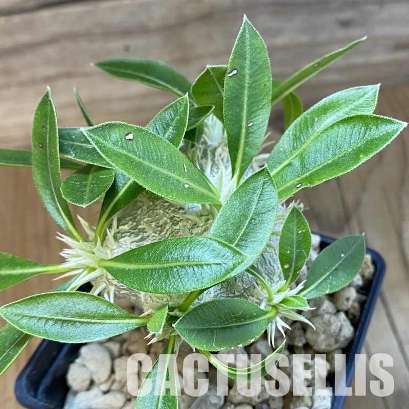 SH33703 Pachypodium brevicaule, grafted