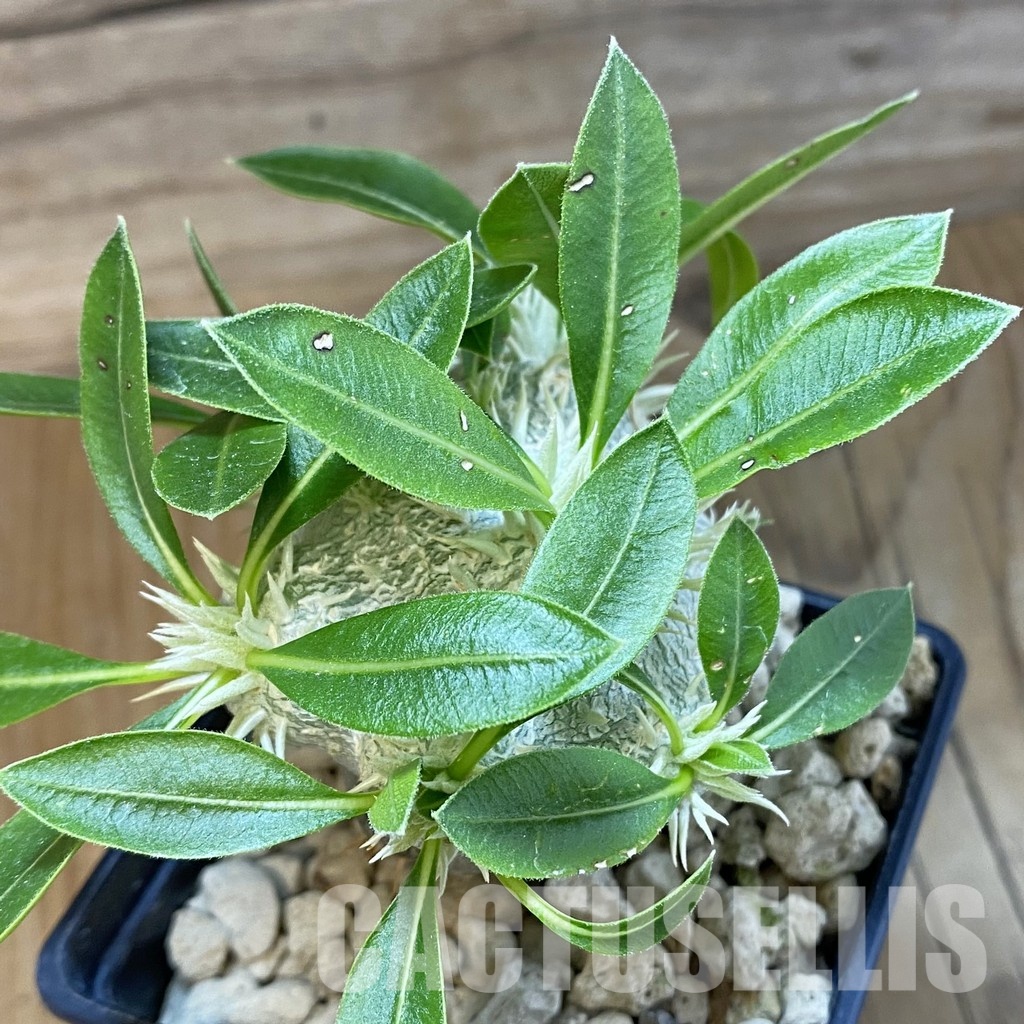 SH33703 Pachypodium brevicaule, grafted