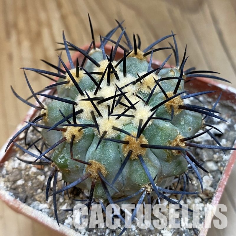 SH33784 Copiapoa calderana