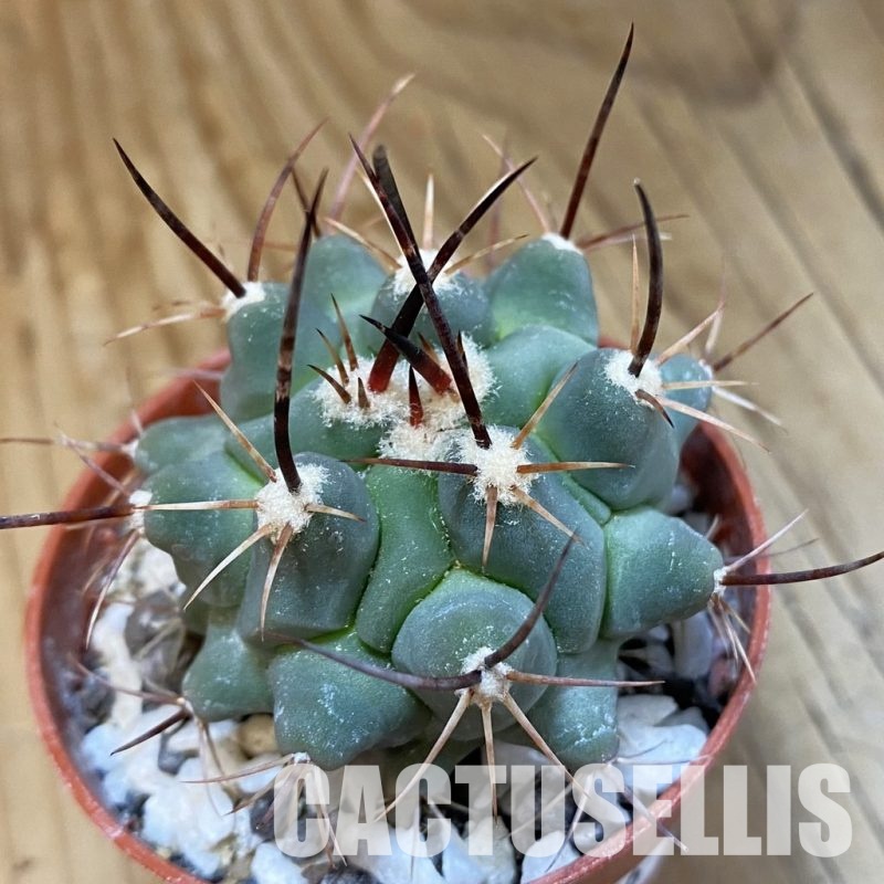SH33786 Thelocactus rinconensis