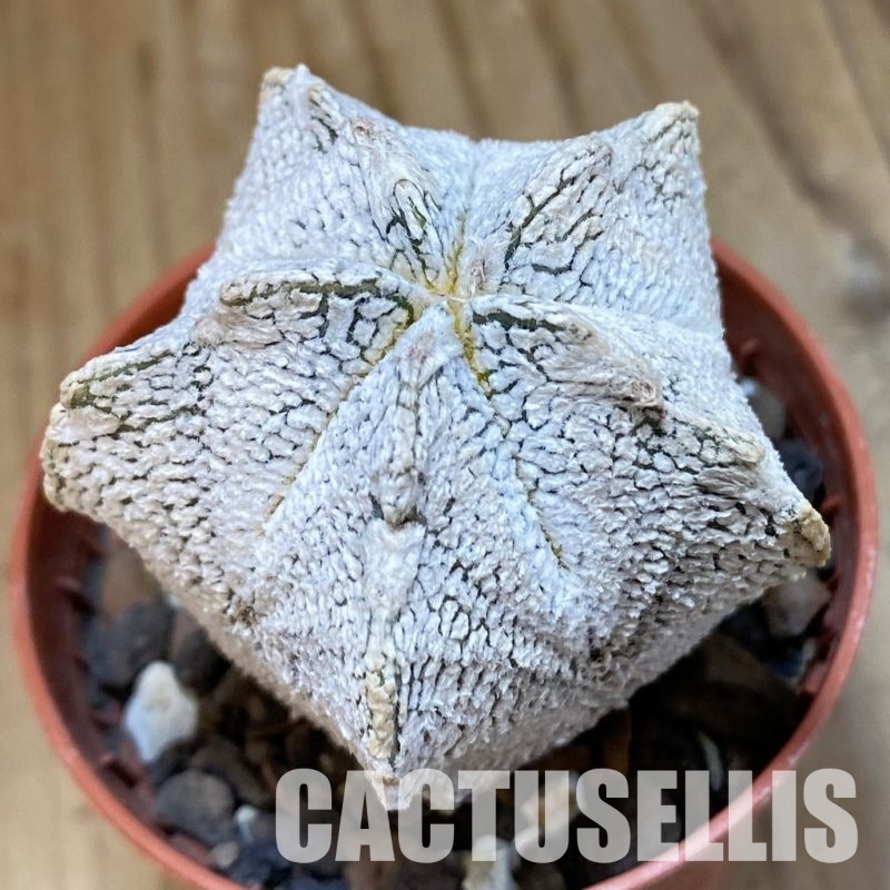 SH33753 Astrophytum myriostigma ‘Onzuka’ hybrid