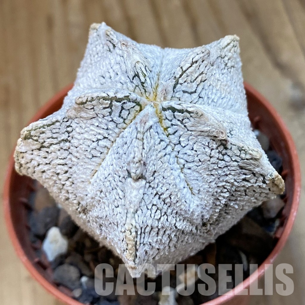 SH33753 Astrophytum myriostigma ‘Onzuka’ hybrid