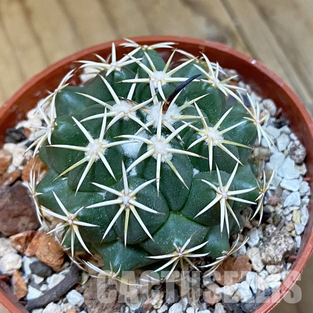SH33787 Coryphantha tripugionacantha PP1012
