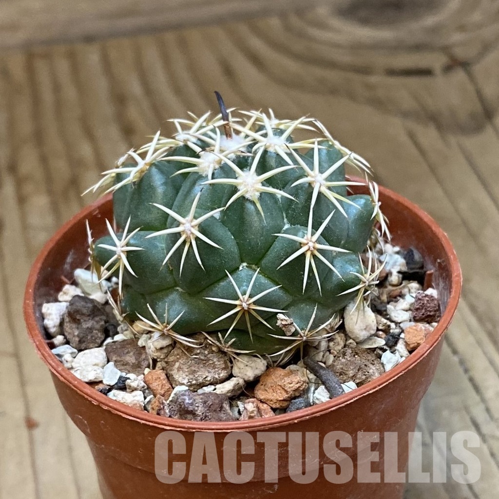 SH33787 Coryphantha tripugionacantha PP1012 - Image 2