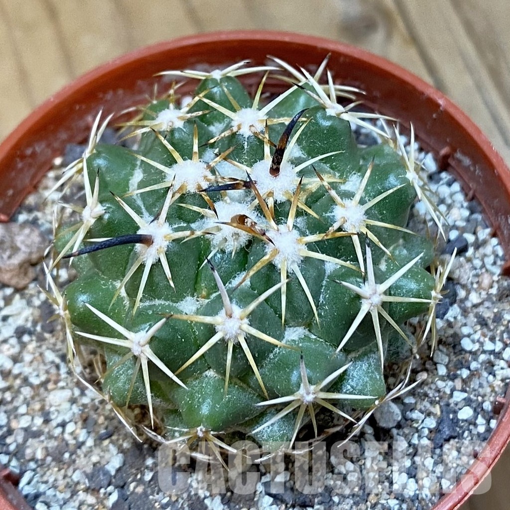 SH33788 Coryphantha tripugionacantha PP1012