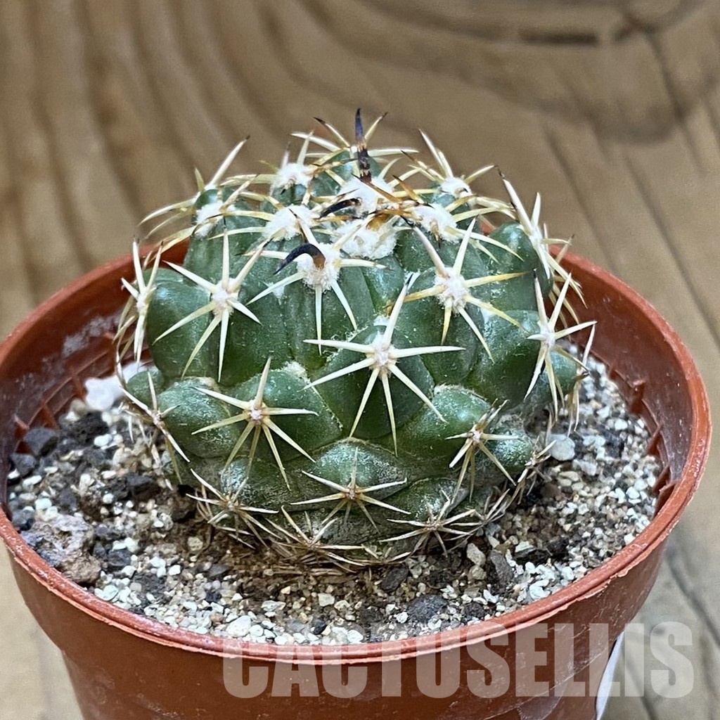 SH33788 Coryphantha tripugionacantha PP1012 - Image 2