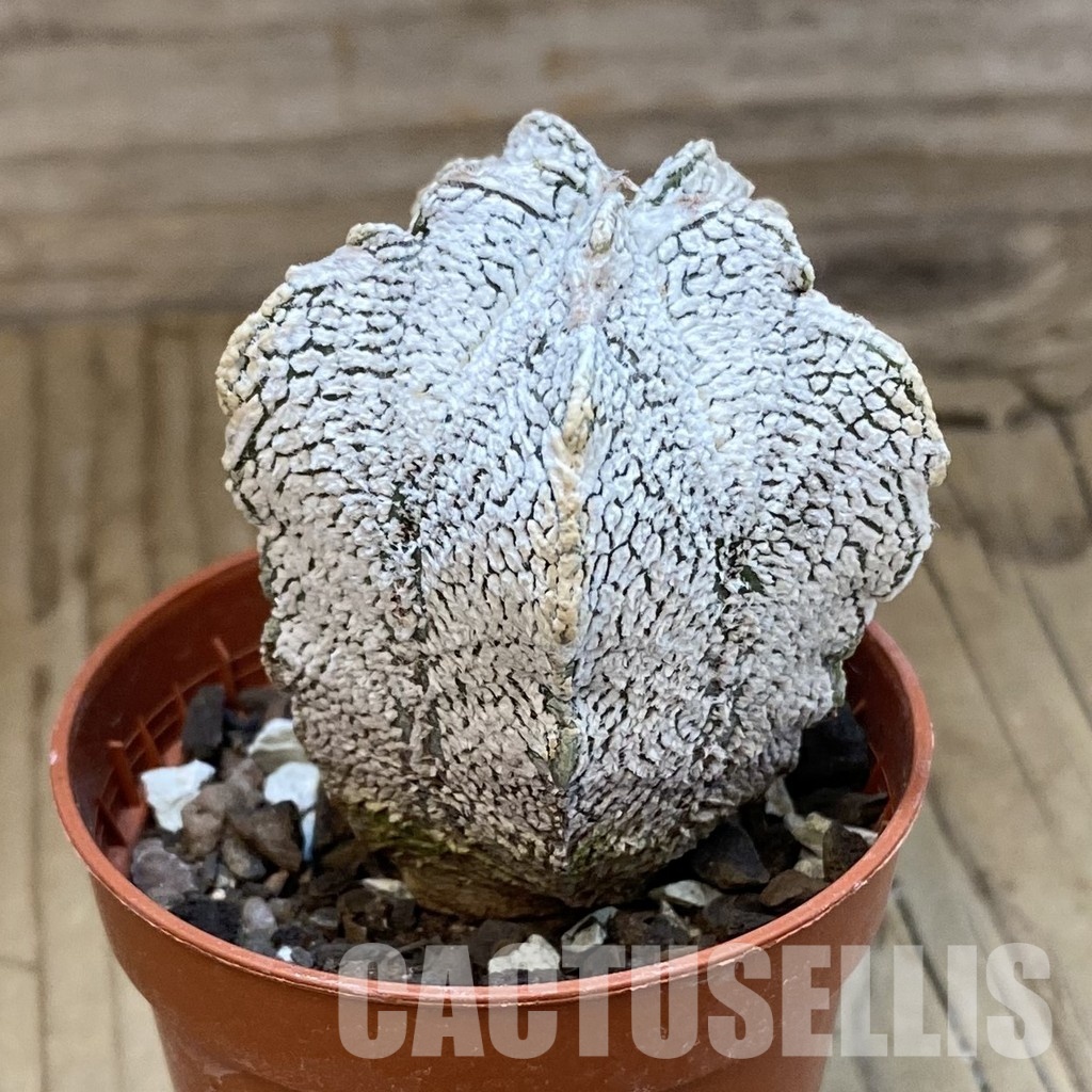 SH33753 Astrophytum myriostigma ‘Onzuka’ hybrid - Image 2