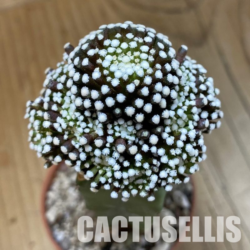 SH33795 Mammillaria luethyi, grafted