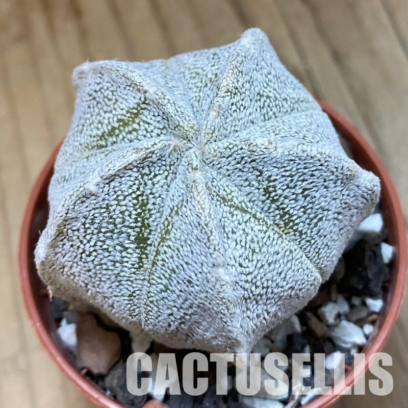 SH33754 Astrophytum coahuilense hybrid