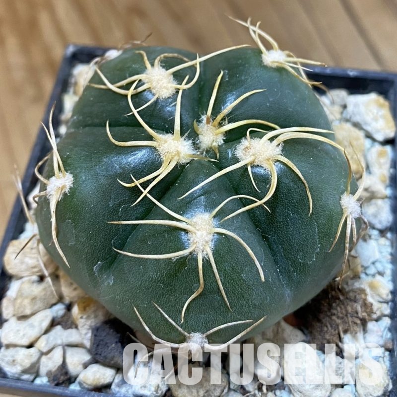 SH33797 Gymnocalycium denudatum