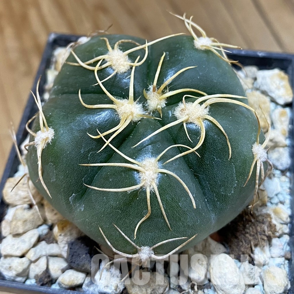 SH33797 Gymnocalycium denudatum