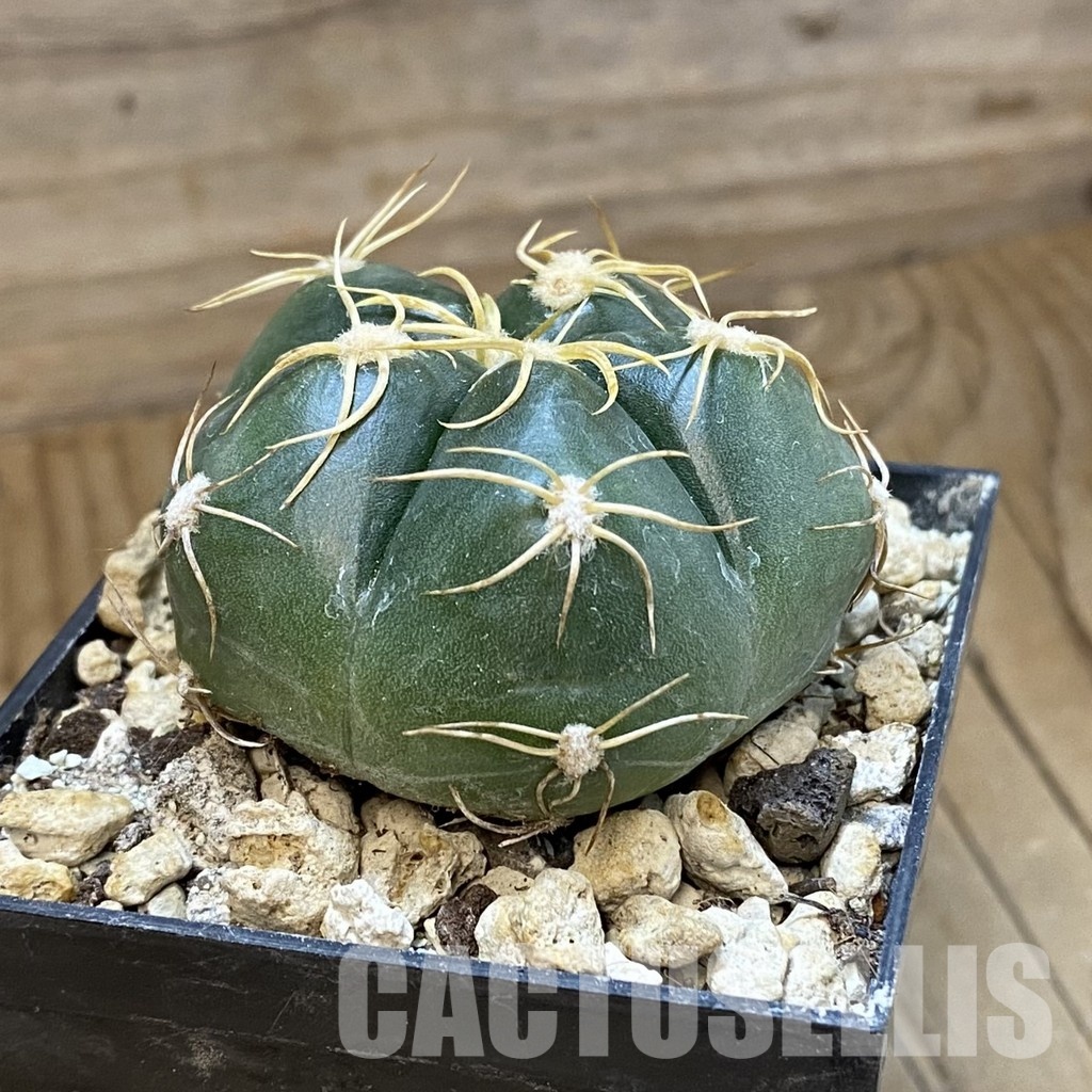 SH33797 Gymnocalycium denudatum - Image 2