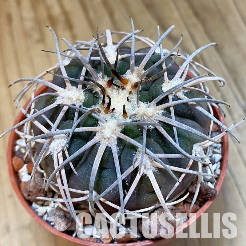 SH33799 Gymnocalycium spegazzinii TOM 06-81/1