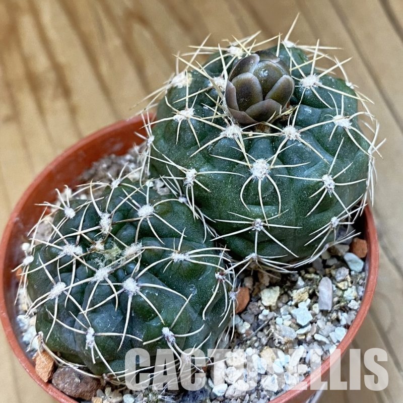 SH33801 Gymnocalycium andreae v. grandiflorum P 213, 2 plants