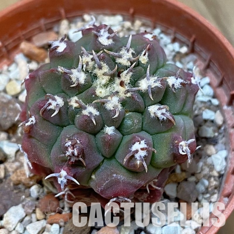 SH33802 Gymnocalycium vatteri v. unguispinum