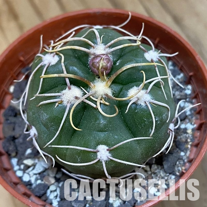 SH33803 Gymnocalycium denudatum 'Jan Suba'