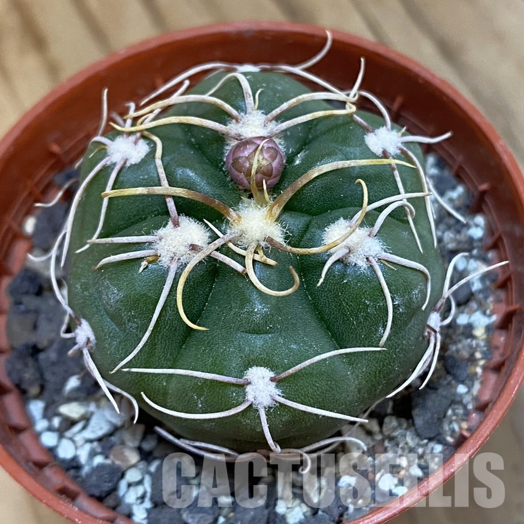 SH33803 Gymnocalycium denudatum 'Jan Suba'