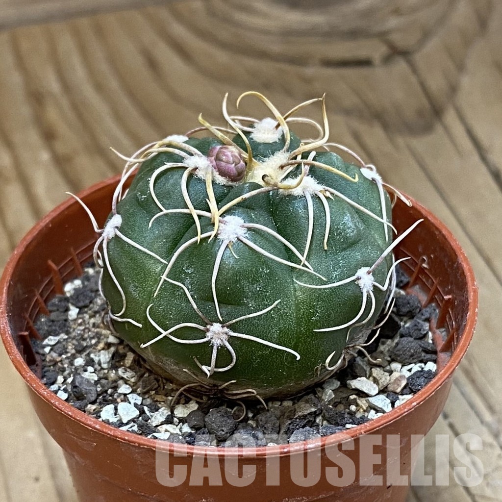 SH33803 Gymnocalycium denudatum 'Jan Suba' - Image 2