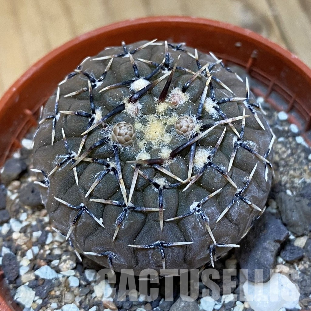 SH33805 Gymnocalycium asterium v. paucispinum