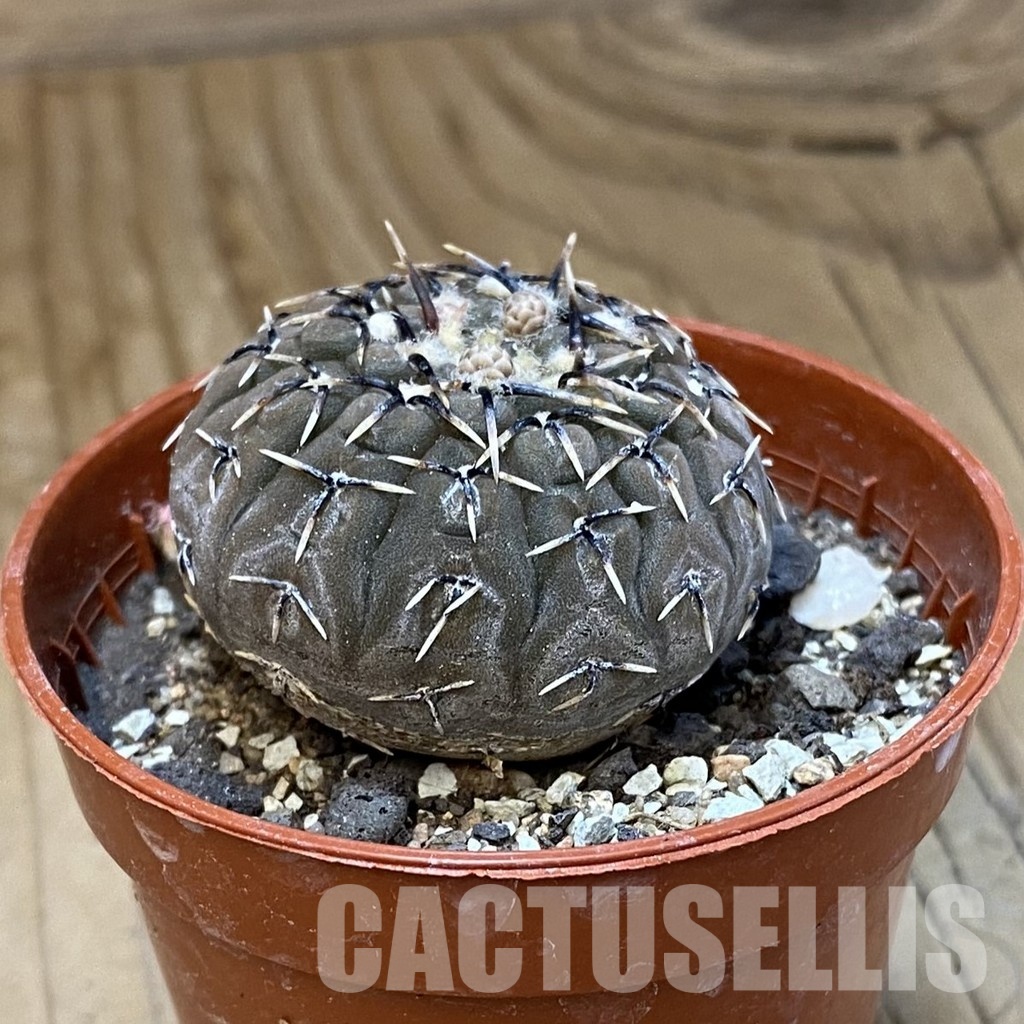 SH33805 Gymnocalycium asterium v. paucispinum - Image 2