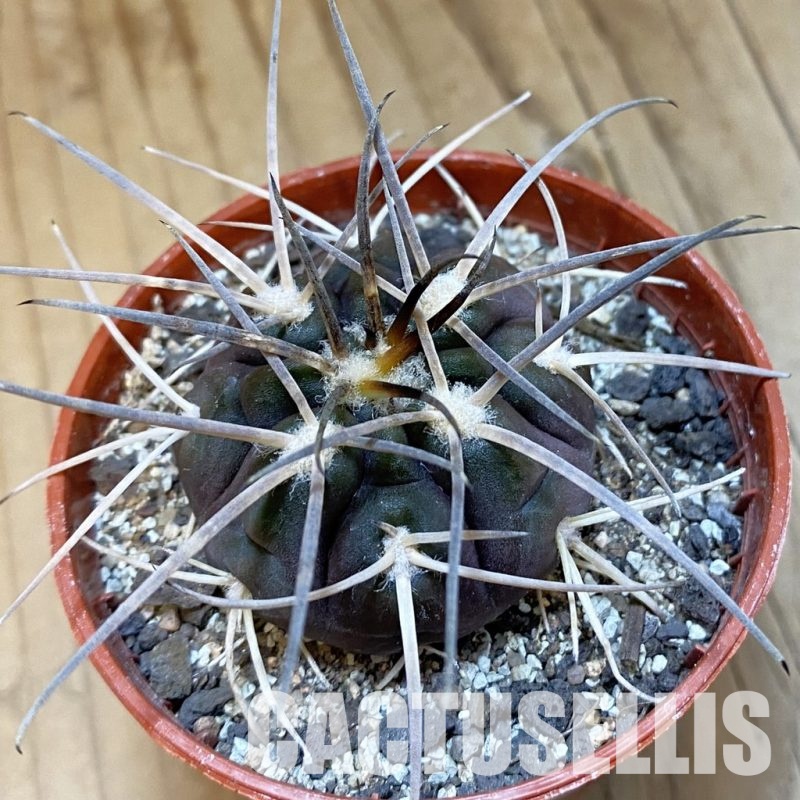 SH33806 Gymnocalycium spegazzinii VS 120