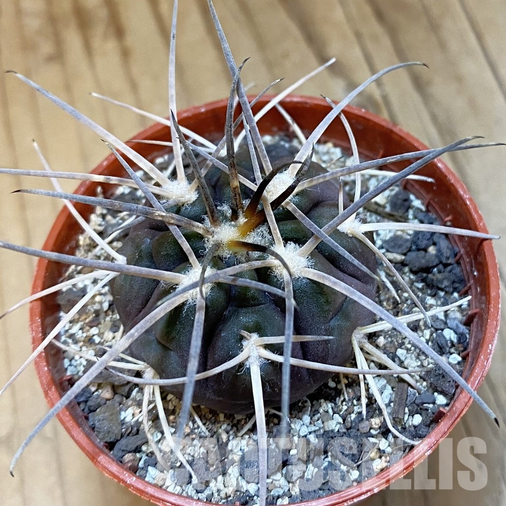 SH33806 Gymnocalycium spegazzinii VS 120