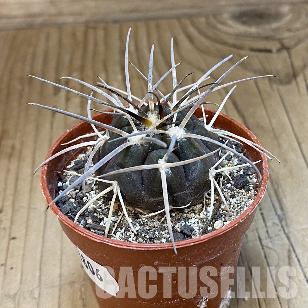 SH33806 Gymnocalycium spegazzinii VS 120 - Image 2