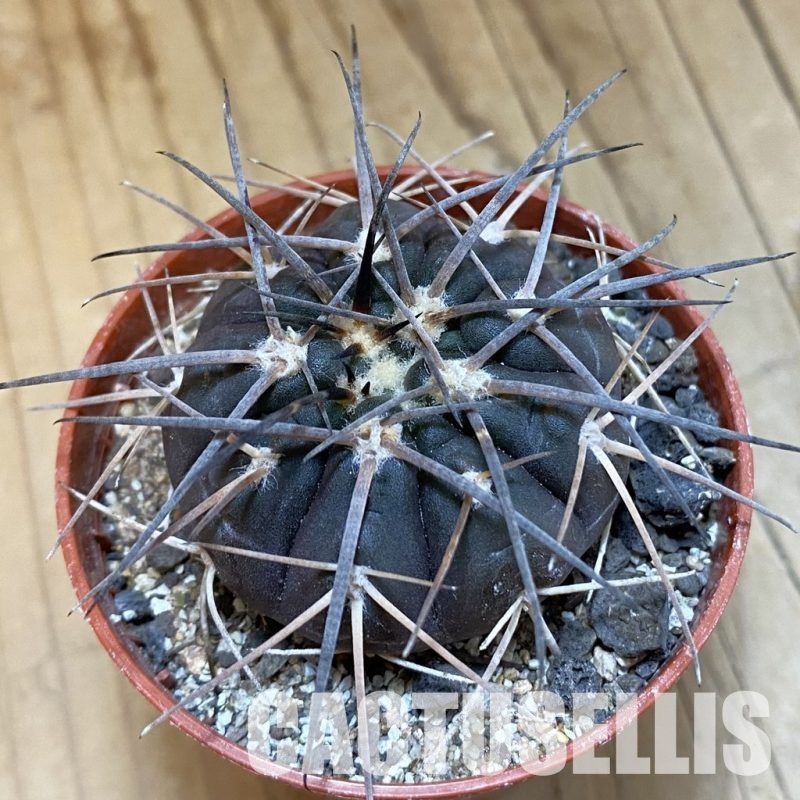 SH33807 Gymnocalycium spegazzinii VS 120