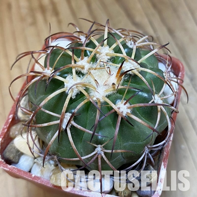 SH33809 Discocactus sp. Francisco Ayres II PI-244 MH 909, own roots