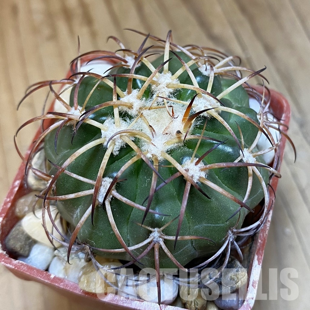 SH33809 Discocactus sp. Francisco Ayres II PI-244 MH 909, own roots