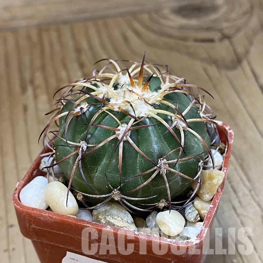 SH33809 Discocactus sp. Francisco Ayres II PI-244 MH 909, own roots - Image 2
