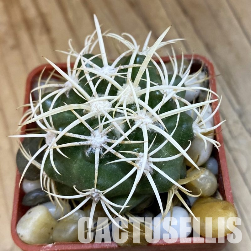SH33810 Discocactus zehntneri ssp. alagoinhae, own roots