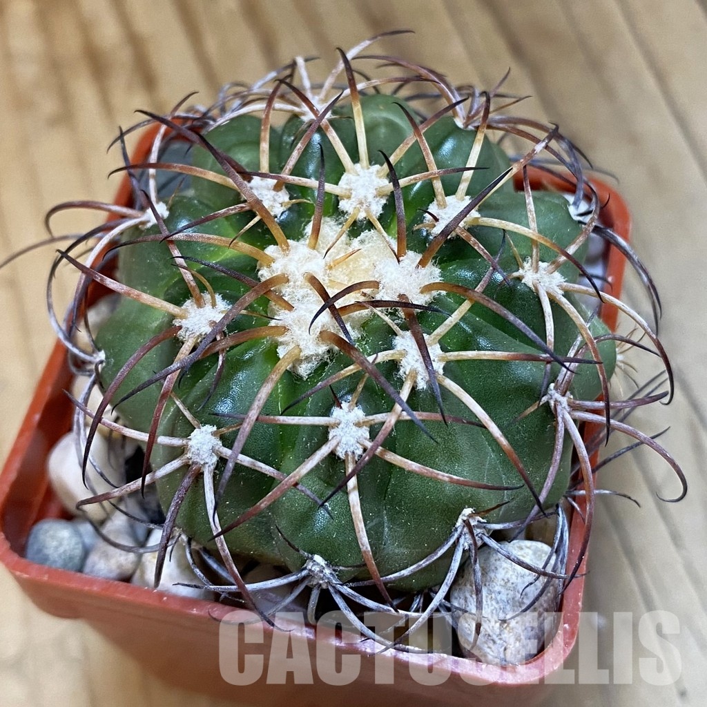 SH33811 Discocactus sp. Francisco Ayres II PI-244 MH 909, own roots