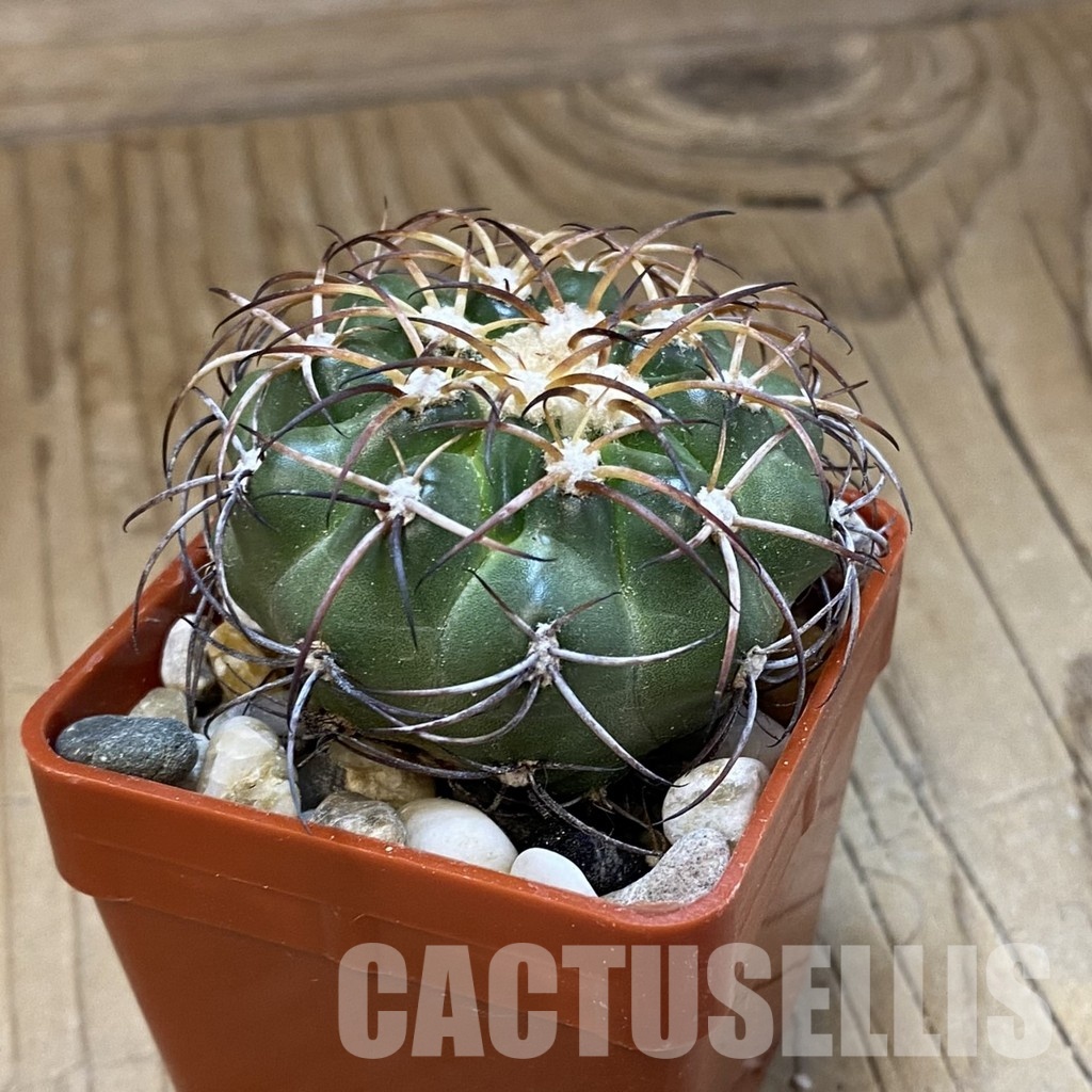 SH33811 Discocactus sp. Francisco Ayres II PI-244 MH 909, own roots - Image 2
