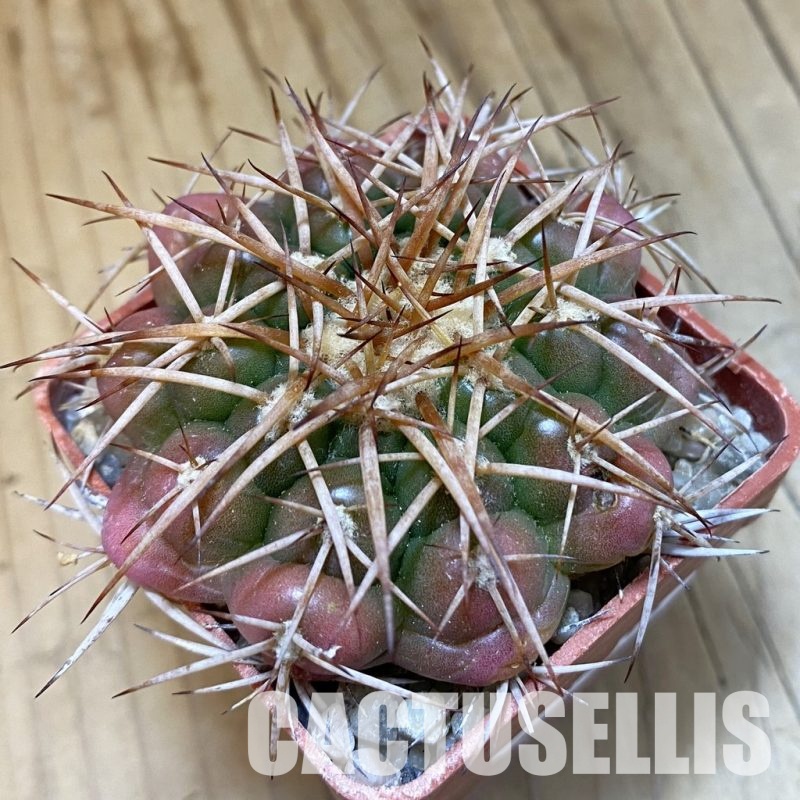 SH33813 Discocactus cangaensis MH 886, own roots