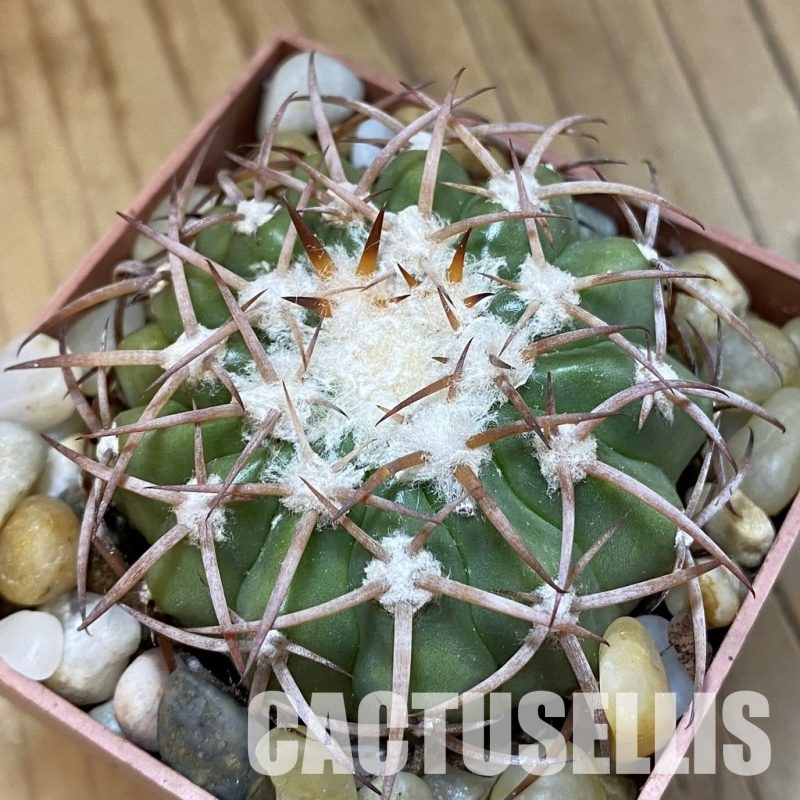 SH33814 Discocactus aff. bahiensis MH 719, own roots